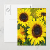 Zonnebloemen Briefkaart (Voorkant / Achterkant)