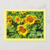 Zonnebloemen Briefkaart (Voorkant)