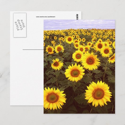 Zonnebloemen Briefkaart (Voorkant / Achterkant)