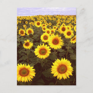Zonnebloemen Briefkaart