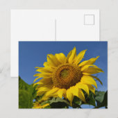 Zonnebloemen Briefkaart (Voorkant / Achterkant)