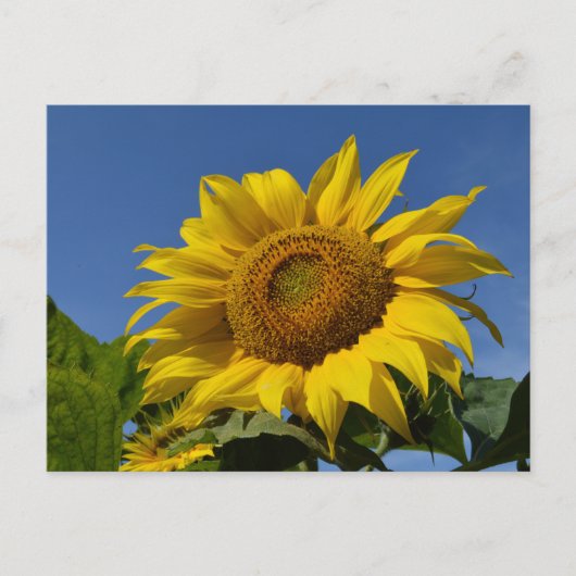 Zonnebloemen Briefkaart (Voorkant)