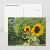 Zonnebloemen Briefkaart (Voorkant / Achterkant)