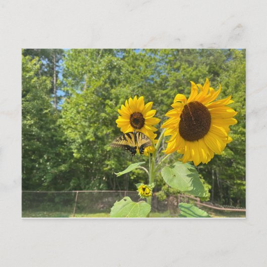 Zonnebloemen Briefkaart (Voorkant)