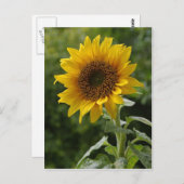 Zonnebloemen Briefkaart (Voorkant / Achterkant)