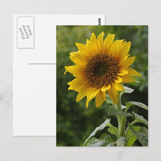 Zonnebloemen Briefkaart (Voorkant / Achterkant)