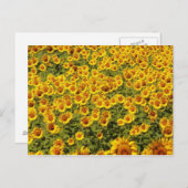 Zonnebloemen Briefkaart (Voorkant / Achterkant)