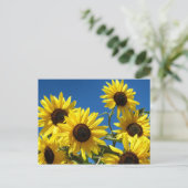 Zonnebloemen Briefkaart (Staand voorkant)