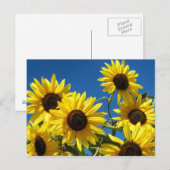 Zonnebloemen Briefkaart (Voorkant / Achterkant)
