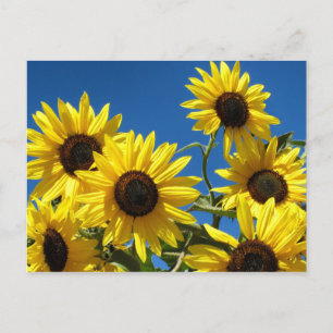 Zonnebloemen Briefkaart