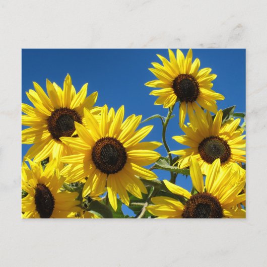 Zonnebloemen Briefkaart (Voorkant)