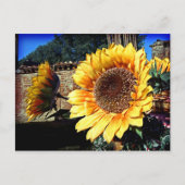Zonnebloemen Briefkaart (Voorkant)