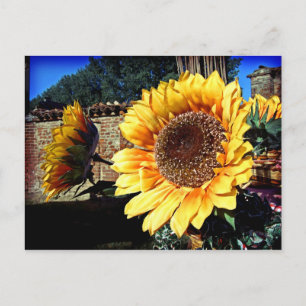 Zonnebloemen Briefkaart