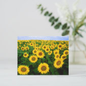 Zonnebloemen Briefkaart (Staand voorkant)