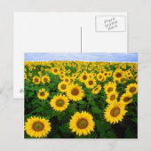 Zonnebloemen Briefkaart (Voorkant / Achterkant)
