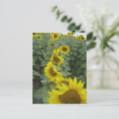 Zonnebloemen Briefkaart (Staand voorkant)