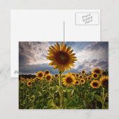 Zonnebloemen Briefkaart (Voorkant / Achterkant)