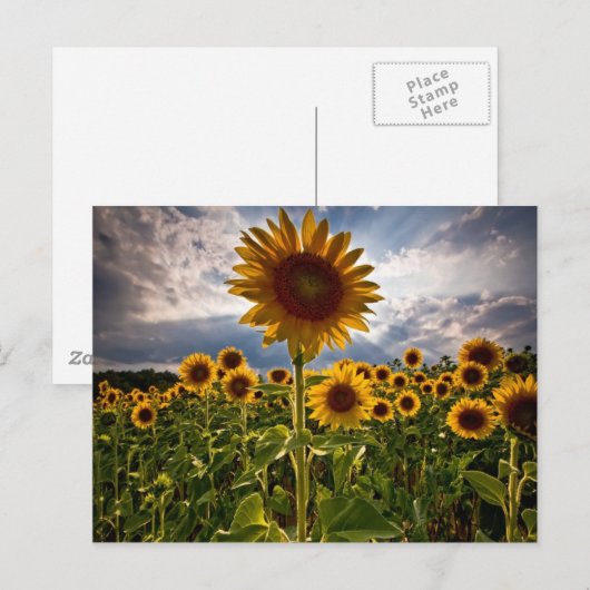 Zonnebloemen Briefkaart (Voorkant / Achterkant)