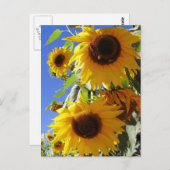 Zonnebloemen Briefkaart (Voorkant / Achterkant)