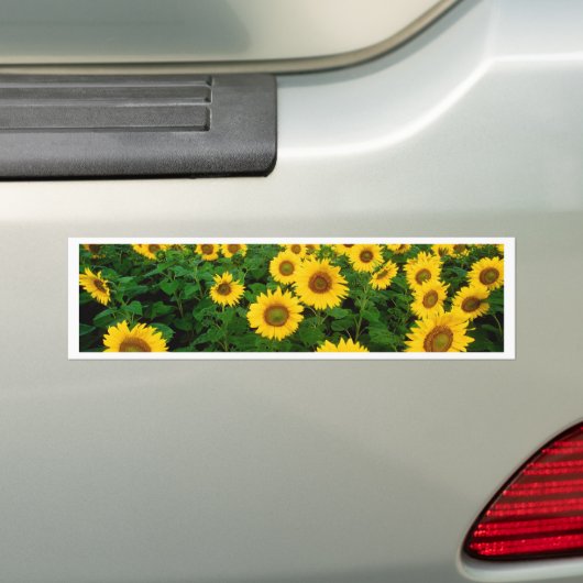 Zonnebloemen Bumpersticker (Op auto)