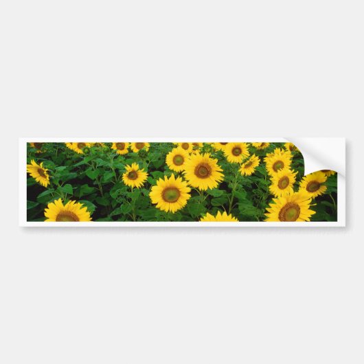 Zonnebloemen Bumpersticker (Voorkant)