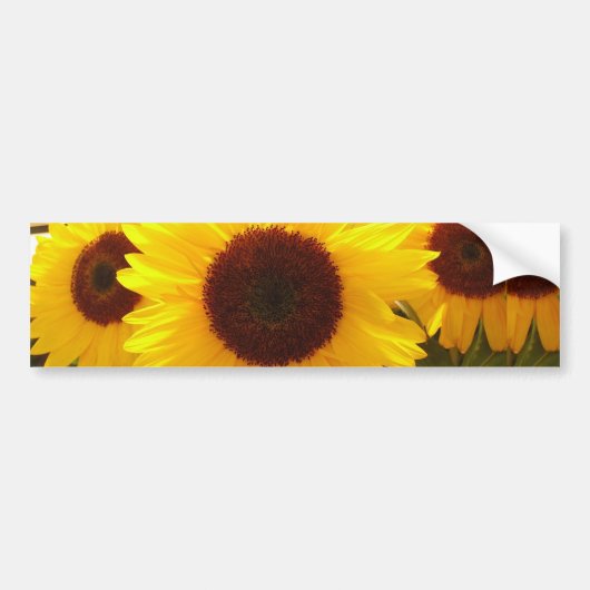 Zonnebloemen Bumpersticker (Voorkant)