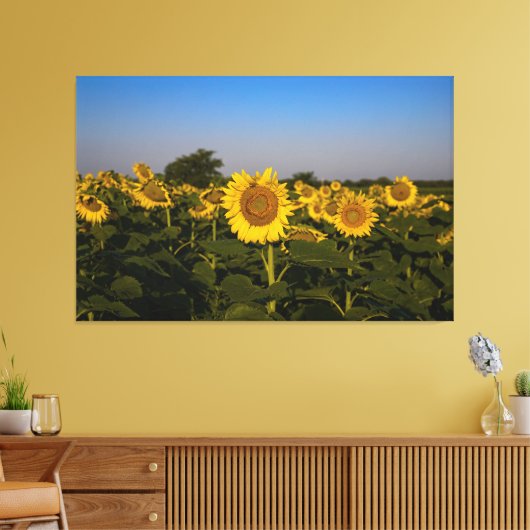 Zonnebloemen Canvas Afdruk (Insitu (Woonkamer))