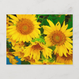 Zonnebloemen City Market KC Farmer's Market Briefkaart