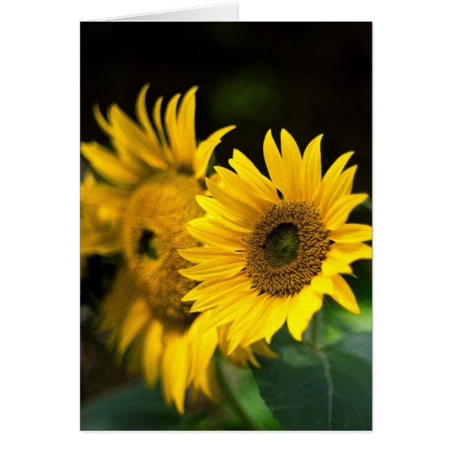 zonnebloemen die de zon opblazen. (Voorkant)