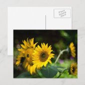 zonnebloemen die de zon opblazen. briefkaart (Voorkant / Achterkant)