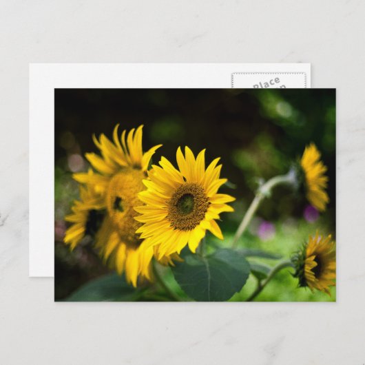 zonnebloemen die de zon opblazen. briefkaart (Voorkant / Achterkant)