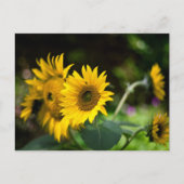 zonnebloemen die de zon opblazen. briefkaart (Voorkant)