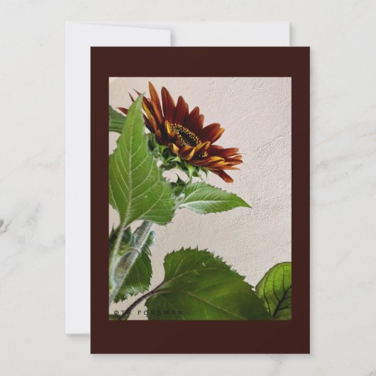 Zonnebloemen, eenvoudige briefkaart, handgeschreve kaart (Voorkant)