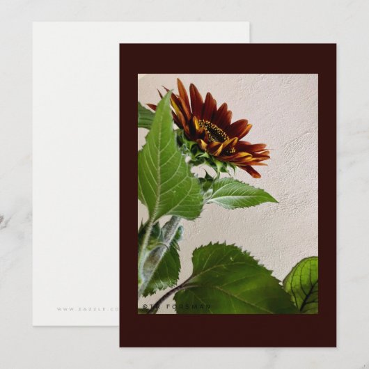 Zonnebloemen, eenvoudige briefkaart, handgeschreve kaart (Voorkant / Achterkant)