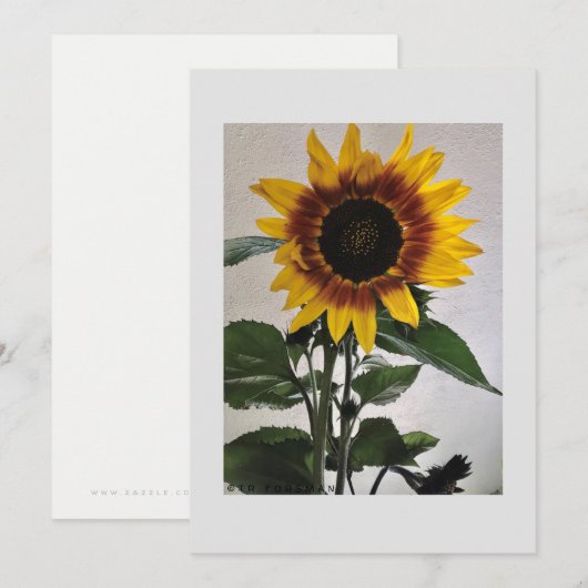 Zonnebloemen, eenvoudige briefkaart, handgeschreve kaart (Voorkant / Achterkant)