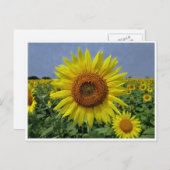 Zonnebloemen en Briefkaart van de blauwe hemel (Voorkant / Achterkant)