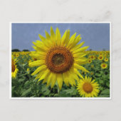 Zonnebloemen en Briefkaart van de blauwe hemel (Voorkant)