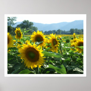 Zonnebloemen en gebergten poster