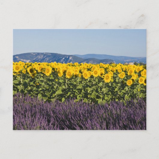 Zonnebloemen en lavenbloemen briefkaart (Voorkant)