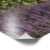 Zonnebloemen en lavenbloemen foto afdruk (Hoek)