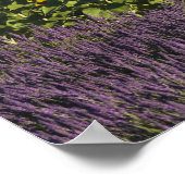 Zonnebloemen en lavenbloemen poster (Hoek)