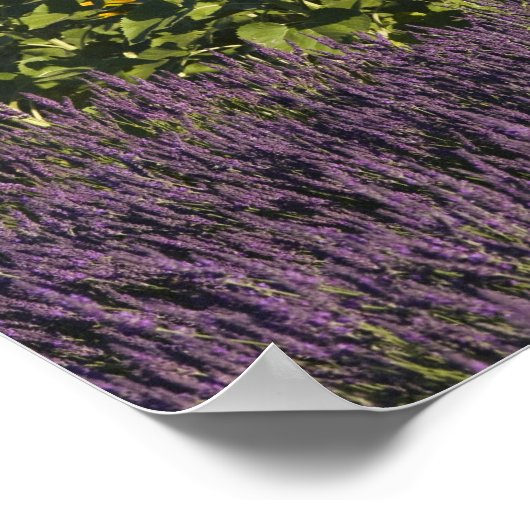 Zonnebloemen en lavenbloemen poster (Hoek)