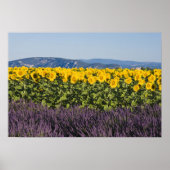 Zonnebloemen en lavenbloemen poster (Voorkant)