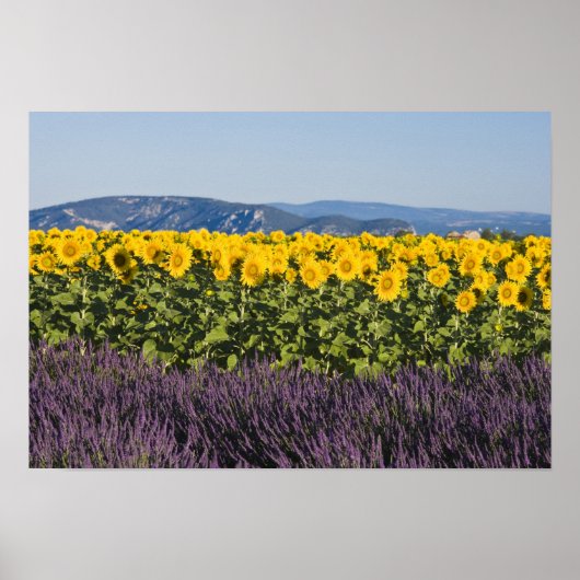 Zonnebloemen en lavenbloemen poster (Voorkant)