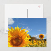 Zonnebloemen en zonneschijn briefkaart (Voorkant / Achterkant)