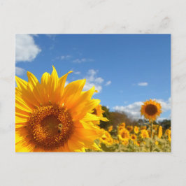 Zonnebloemen en zonneschijn briefkaart