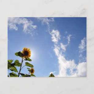Zonnebloemen en Zonneuwen Briefkaart