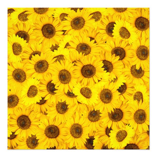 Zonnebloemen Foto Afdruk (Voorkant)