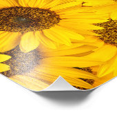 Zonnebloemen Foto Afdruk (Hoek)