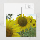 Zonnebloemen Foto Briefkaart (Voorkant / Achterkant)